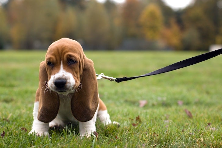 Basset Hound Puppy Leash - Is It Permissible To Unhook Your Dog's Leash?