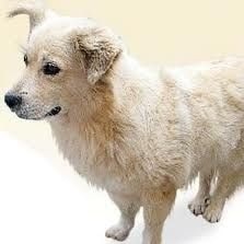 Chiribaya Dog has become extinct for a long time - A Comprehensive Guide to the Chiribaya Dog Breed