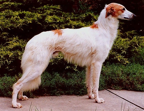 Longhaired Whippet Dog - Longhaired Whisket Dog Breed