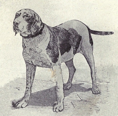 Old Spanish Pointer was also known as Perro de Punta Espanol - The Fascinating Story of the Old Spanish Pointer