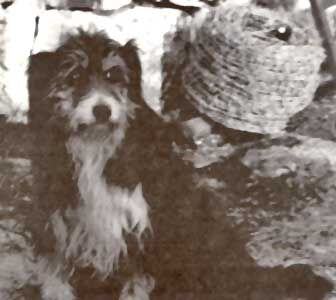Old Welsh Grey Sheepdog - The Lost Legacy of the Old Welsh Grey Sheepdog