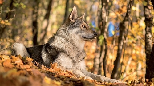 Saarloos Wolfdog sitting in the forest - An Introduction to the Saarloos Wolfdog