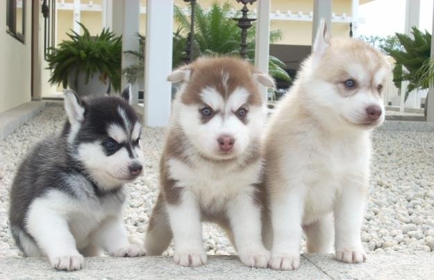 Sakhalin Husky Puppies - All You Need to Know About the Sakhalin Husky Dog/Karafuto Ken
