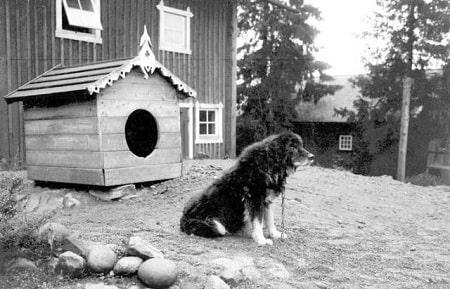 The Dalbo Dog was not common even in Sweden - Remembering the Dalbo Dog Breed: A Look Back at a Lost Breed