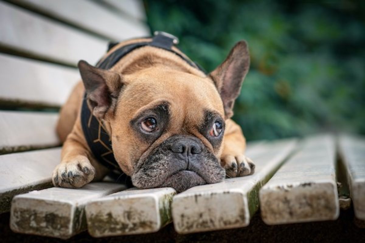 do dogs cry 3 - Canines Shed Tears of Sadness: New Research Uncovers Surprising Results