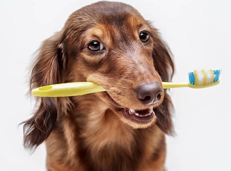 odor - Knowing When Your Dog is Healthy