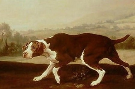 origin 1 - Remembering the Spanish Pointer: A Vanished Breed