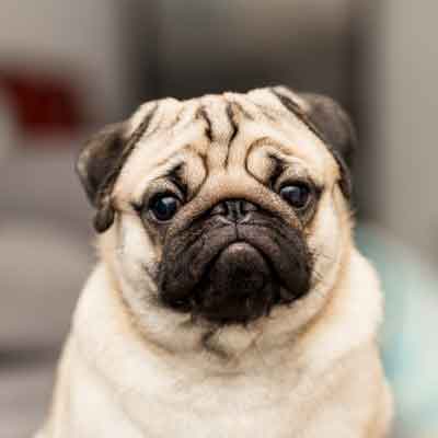 pug - Pugs: Breaking the Mold of Typical Dogs